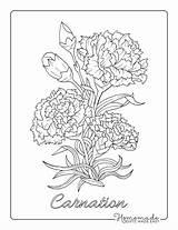 Carnation Botanical Carnations Adults sketch template