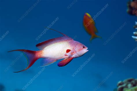 male lyretail anthias stock image  science photo library