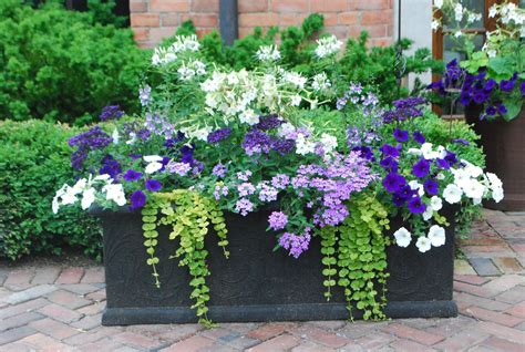 ideas  planting flowers  pots