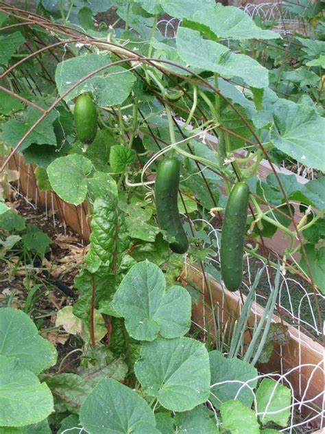 grow cucumbers   cycled wire fencing  fatten  protect