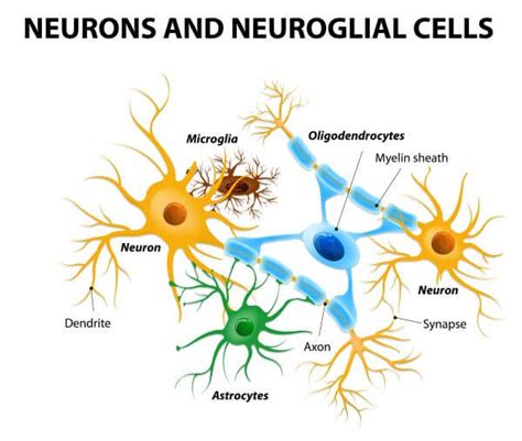 Brain Cells The Definitive Guide Biology Dictionary