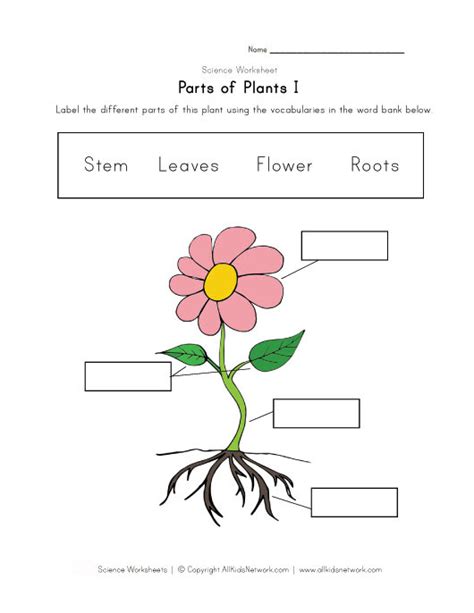 worksheets  kindergarten plants