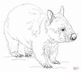 Wombat Coloring Drawing Printable Draw Pages Craft Supercoloring Animals Kids Wombats Step Hairy Animal Sketches Australia Outline Drawings Nosed Australian sketch template