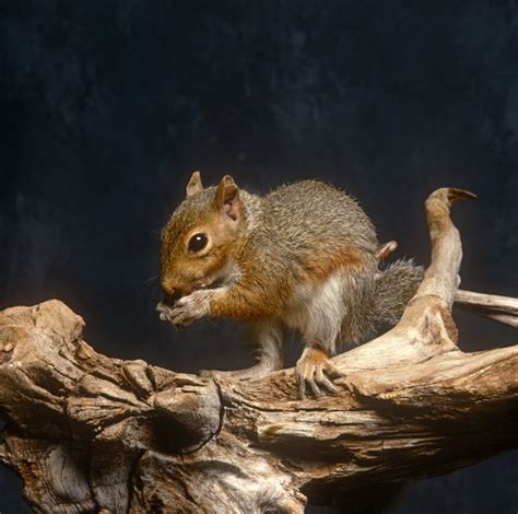 Squirrel Eating A Nut 13078838 Framed Photos Wall Art