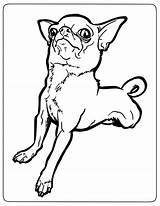 Chihuahua Chihuahuas Bestcoloringpagesforkids sketch template