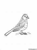 Coloring Sparrow Finch Getcolorings Pages sketch template