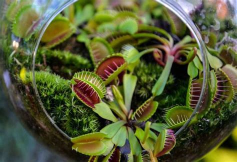 growing  caring   venus flytrap   indoor plant