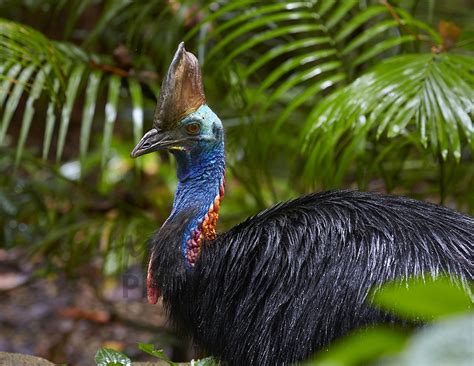 buy southern cassowary image  print canvas  martin