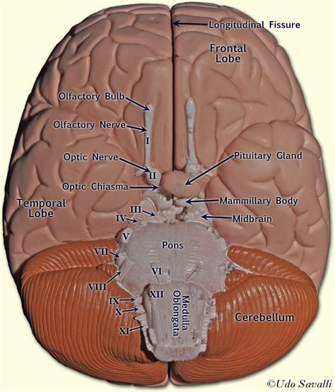 pin  apnerveendocrine