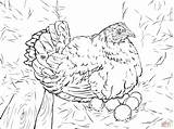 Hen Eggs Laying Drawing Coloring Pages Chicken Egg Printable Drawings Skip Main sketch template
