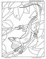 Coloring Anole Lizard Jungle Reptiles Gecko sketch template