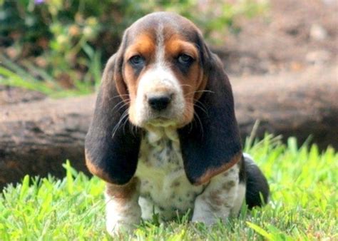Beagle Basset Hound Puppies For Sale Near Me