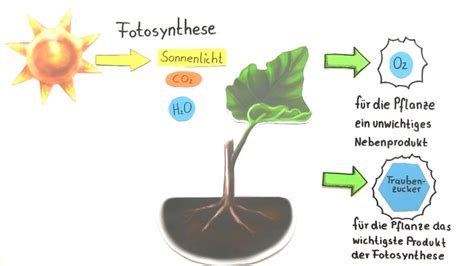 traubenzucker wichtiges produkt der fotosynthese