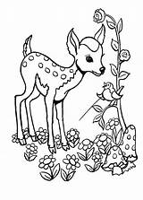 Coloring Deer Pages Colorat Animale Baby Sheets Fun Animal Choose Board Wordpress Printable sketch template