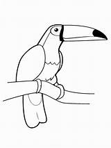 Toucan Coloring sketch template