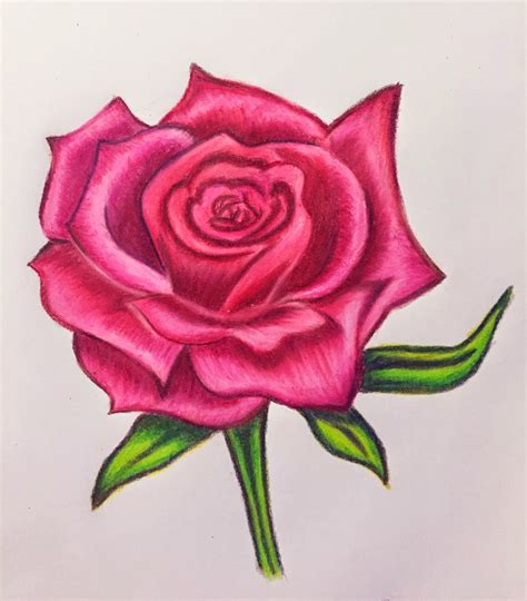 pencil drawing   rose  getdrawings