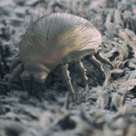 rid  dust mites  family handyman