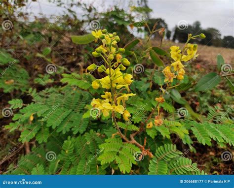 Shoofly Mysore Thorn Stock Image Image Of Garden Attractive 206688177
