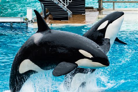 orcas leaping orca whales photo  fanpop