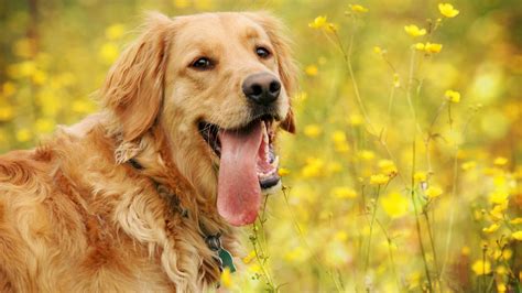 golden retriever wallpapers pictures images
