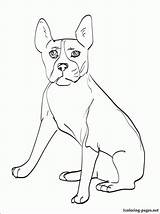 Terrier Coloring Boston Pages Yorkshire Drawing Russell Jack Getdrawings Getcolorings Popular Printable Coloringhome Homey sketch template