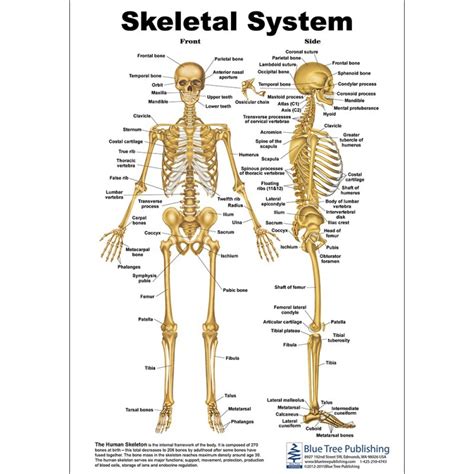 skeletal system front view labeled sticky anatomy wall chart extra