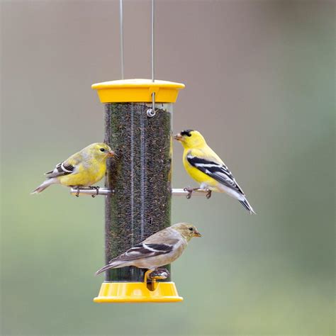 droll yankees  generation yellow thistle finch feeder  lb cap  birds