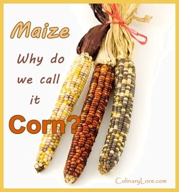 call maize corn culinarylore