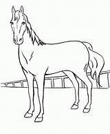 Coloring Pages Horse Girls Male Popular Library Color Coloringhome sketch template