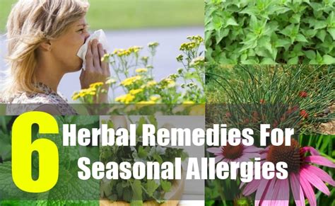 top 6 herbal remedies for seasonal allergies how to
