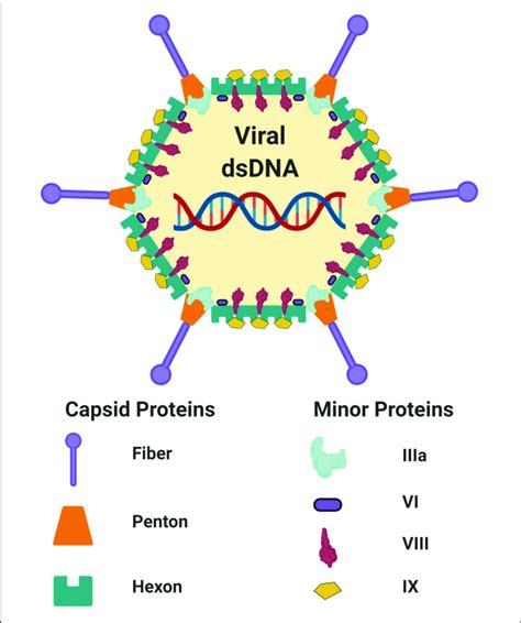 Schematic Adenovirus Structure Schematic Representation Of The