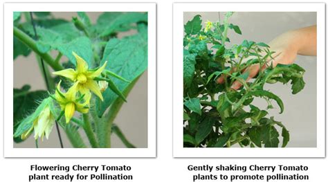 Pollination Of Tomatoes Gardening