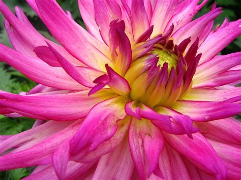 Fichier Unidentified Pink Flower Closeup 2048px  — Wikipédia