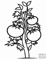 Tomato Plant Coloring Pages Drawing Tomatoes Clipart Printable Color Drawings Draw Kids Designs sketch template