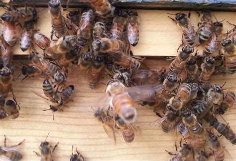 pin na doske bees