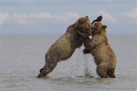bear fight lake clark national park alaska nathan harrison director cameraman photographer