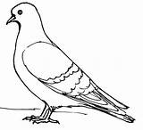Pigeon Drawing Drawings Outline Pigeons Sketches Birds Figure sketch template