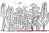 Coloring Garden Pages Flowers Colouring Gardens Secret Kids Flower Spring Printable Adult Template Adults Printablecolouringpages Scene Pattern Landscaping sketch template