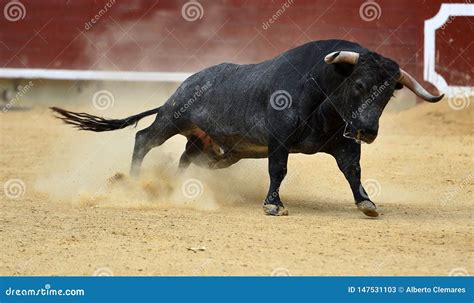 spanischer stier  der spanischen stierkampfarena stockbild bild von hintergrund tapferkeit