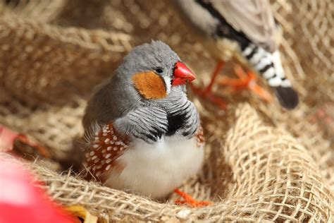 quieter pet bird species