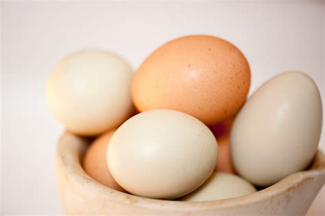 pastured eggs   range organic fed chickens  ducks woven