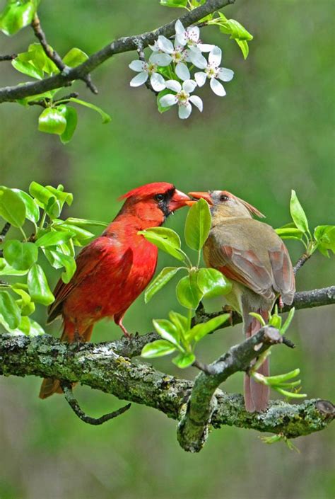 mated cardinal pair bird courtship ritual red songbird male