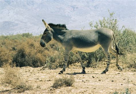 somali wild ass equus africanus somaliensis image only