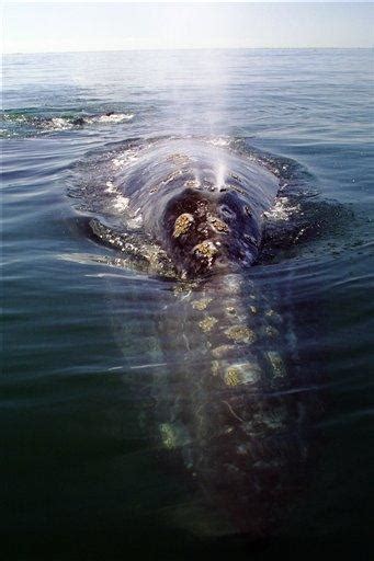 calif gray whale watchers fear dip in population