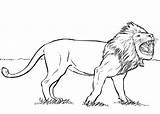 Coloring Pages Animals African Lion Comment Logged Must Post sketch template