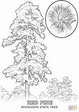 Tree Coloring State Minnesota Pages Drawing Pine Louisiana Trees Printable Kids Draw Willow Pencil Popular Getdrawings Getcolorings sketch template