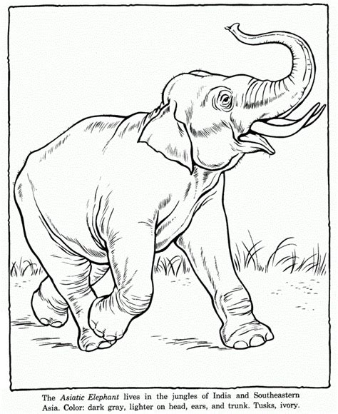 printable elephant coloring pages  kids