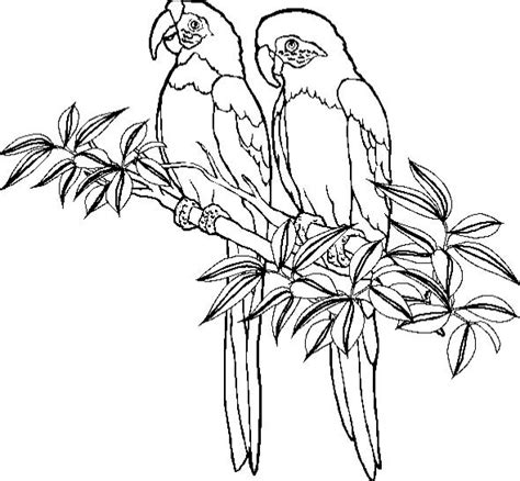 parrot coloring pages coloringpagescom