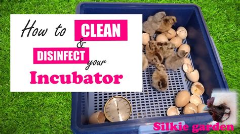 clean  disinfect  incubator  turning   youtube