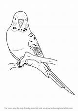 Budgie Drawingtutorials101 Wellensittich Budgies Periquitos Parakeet Vögel Zeichnung Tiere Skizzen Wellensittiche Malvorlagen Malvorlage Budgerigar Parakeets sketch template